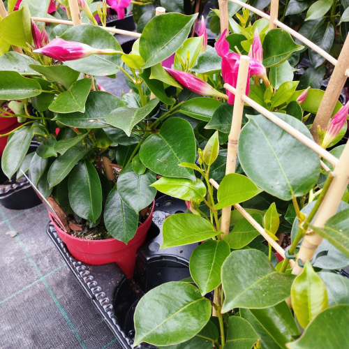 Dipladenia Sundaville espalier Rouge