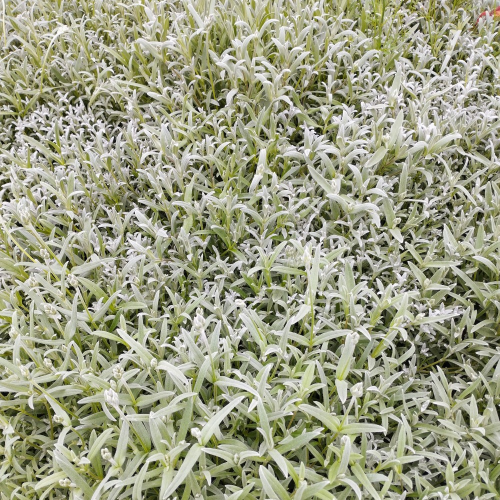 Ceraiste Tomentosum en pot de 11cm
