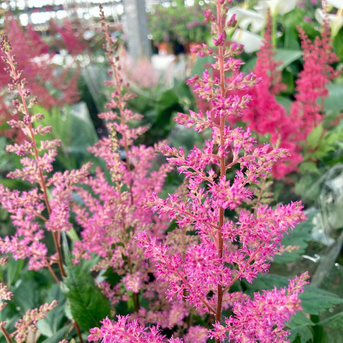 Astilbe Hybrida Younique Pink