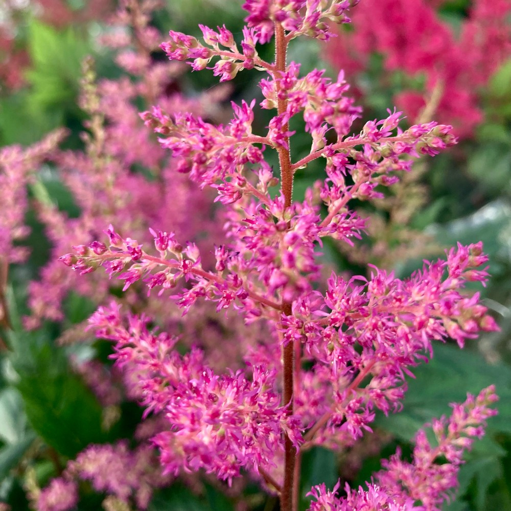 Astilbe Hybrida Younique Pink