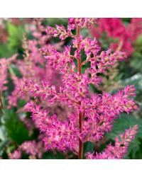 Astilbe Hybrida Younique Pink