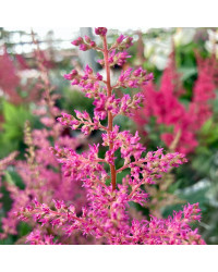 Astilbe Hybrida Younique Pink