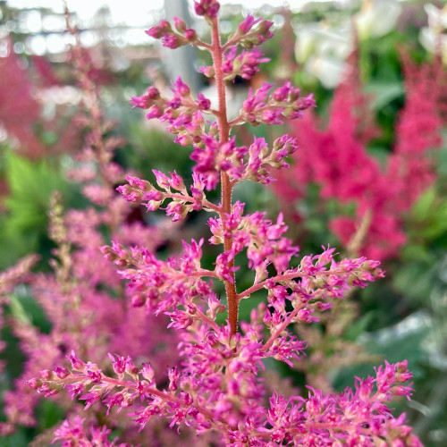 Astilbe Hybrida Younique Pink