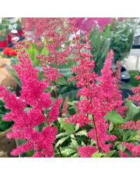 Astilbe Alive And Kicking