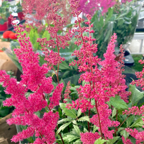 Astilbe Alive And Kicking