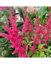 Astilbe Alive And Kicking