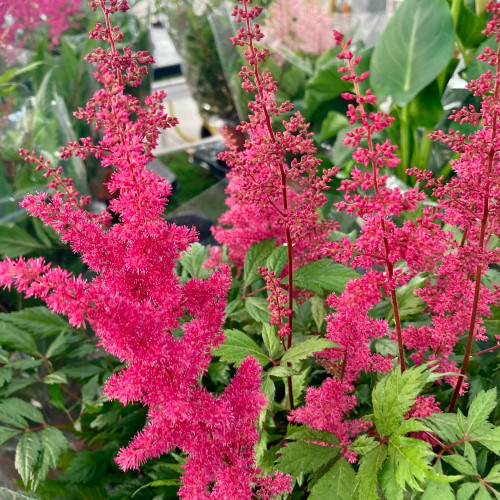Astilbe Alive And Kicking
