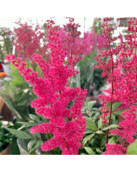 Astilbe Alive And Kicking