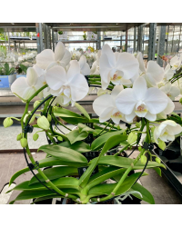 Orchidée Phalaenopsis Mirror Miracle