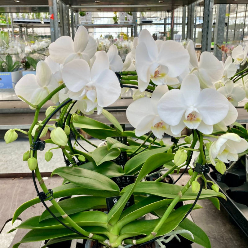 Terreau orchidées CARREFOUR
