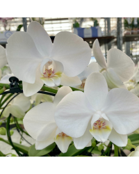 Orchidée Phalaenopsis Mirror Miracle