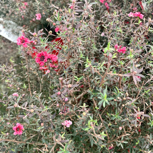 Arbre à Thé Leptospermum Scoparium en pot de 17cm