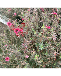 Arbre à Thé Leptospermum Scoparium en pot de 17cm