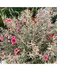 Arbre à Thé Leptospermum Scoparium en pot de 17cm