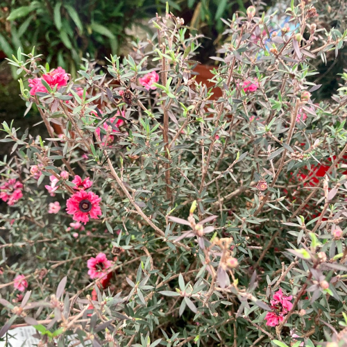 Arbre à Thé Leptospermum Scoparium en pot de 17cm