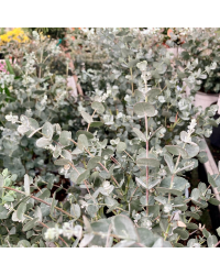 Eucalyptus Gunnii en pot de 17cm