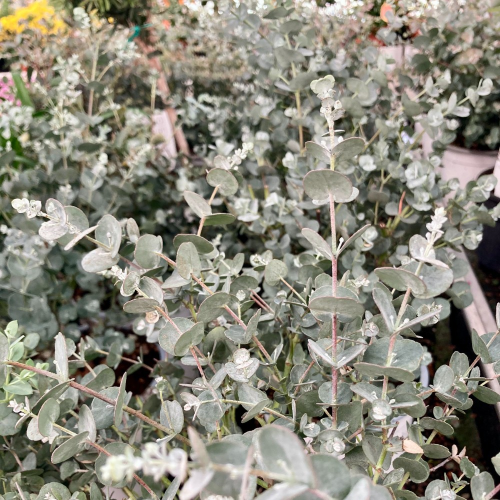 Eucalyptus Gunnii en pot de 17cm