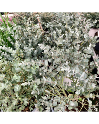 Eucalyptus Gunnii en pot de 17cm