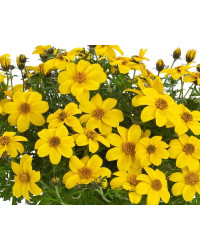 Bidens Ferulifolia Yellow Charm