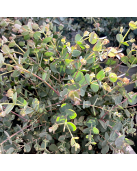 Eucalyptus Gunnii en pot de 17cm