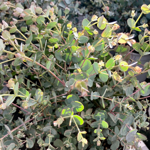 Eucalyptus Gunnii en pot de 17cm