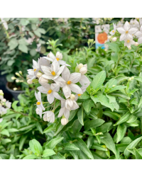 Solanum Jasminoide en pot de 20cm