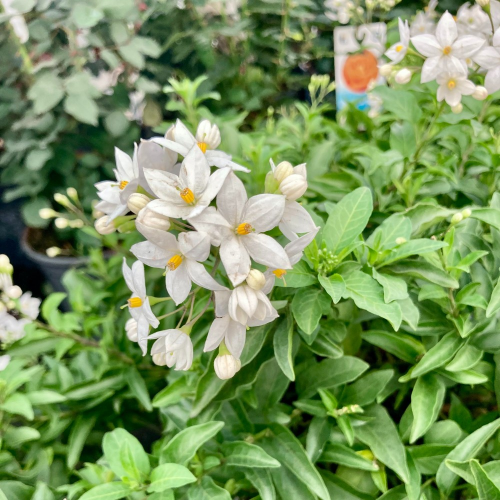 Solanum Jasminoide en pot de 20cm