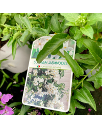 Solanum Jasminoide en pot de 20cm