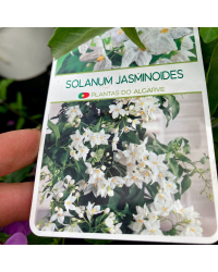 Solanum Jasminoide en pot de 20cm