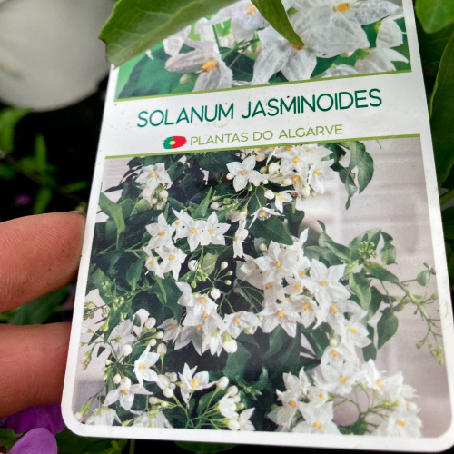 Solanum Jasminoide en pot de 20cm