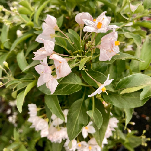 Solanum Jasminoide en pot de 20cm