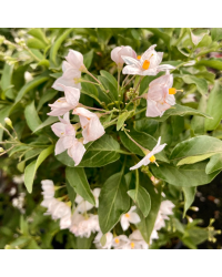 Solanum Jasminoide en pot de 20cm
