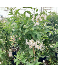 Solanum Jasminoide en pot de 20cm
