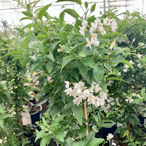 Solanum Jasminoide en pot de 20cm