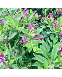 Polygala Myrtifolia en pot de 19cm