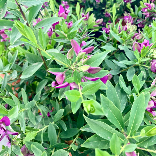 Polygala Myrtifolia en pot de 19cm