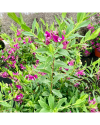 Polygala Myrtifolia en pot de 19cm