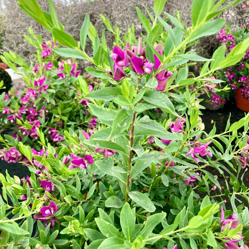 Polygala Myrtifolia en pot de 19cm