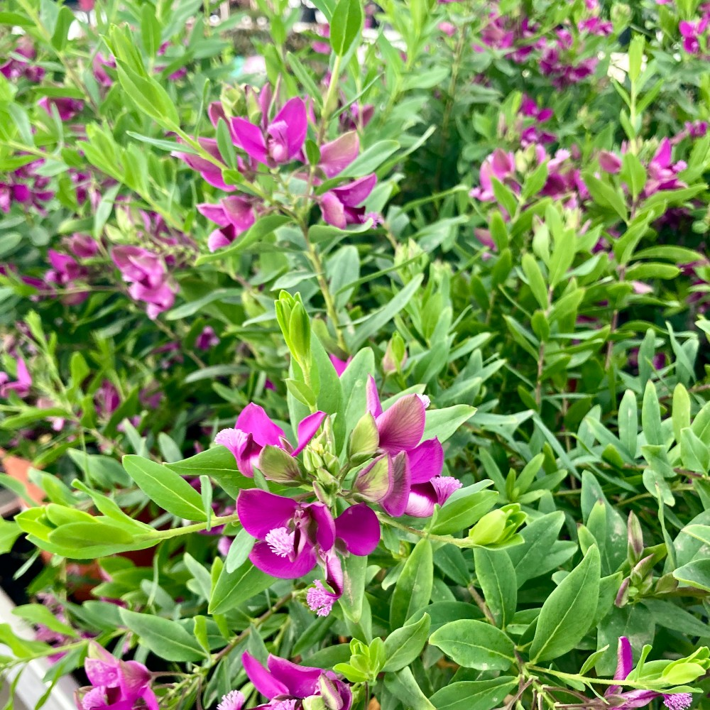 Polygala Myrtifolia en pot de 19cm