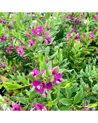 Polygala Myrtifolia en pot de 19cm
