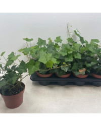 Lierre hedera helix green ripple