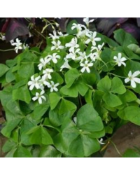 OXALIS Triangularis Groen