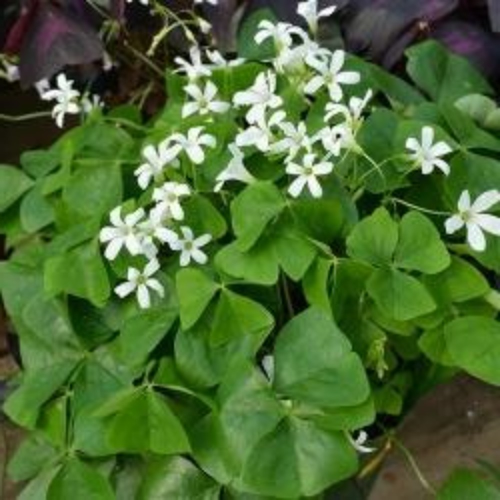 OXALIS Triangularis Groen