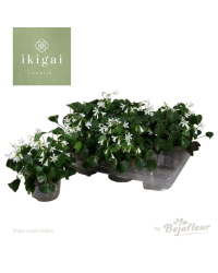 OXALIS Triangularis Groen