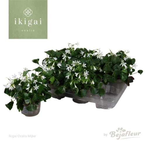 OXALIS Triangularis Groen