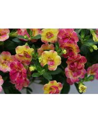 Calibrachoa Chameleon Double Pink Yellow