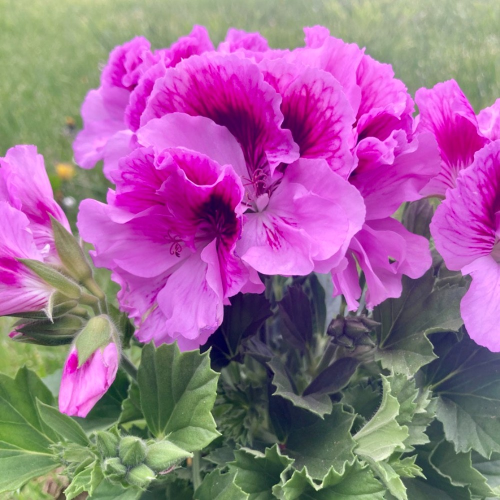 Pelargonium Collection Bella Donna rose et mauve