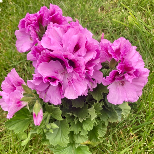 Pelargonium Collection Bella Donna rose et mauve