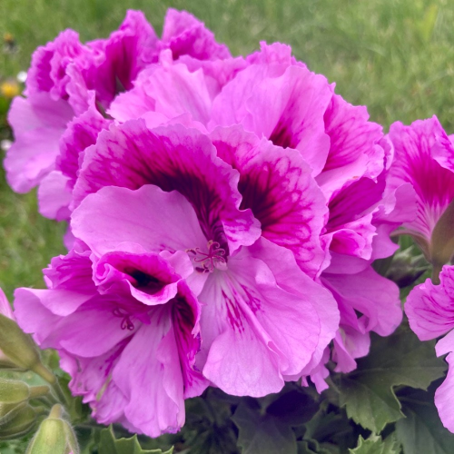 Pelargonium Collection Bella Donna rose et mauve