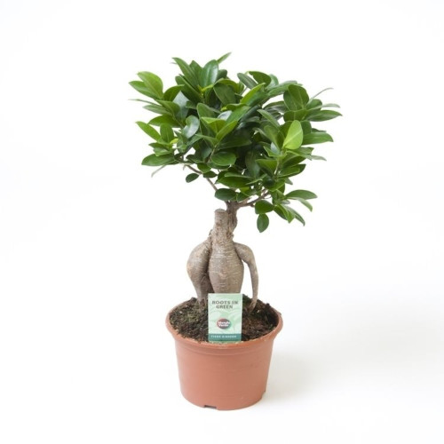 Ficus Microcarpa Ginseng P14